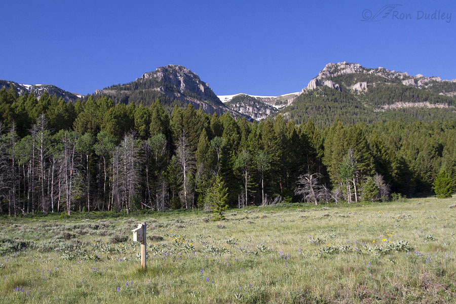 bluebird-box-and-centennial-mtns-2250-ron-dudley