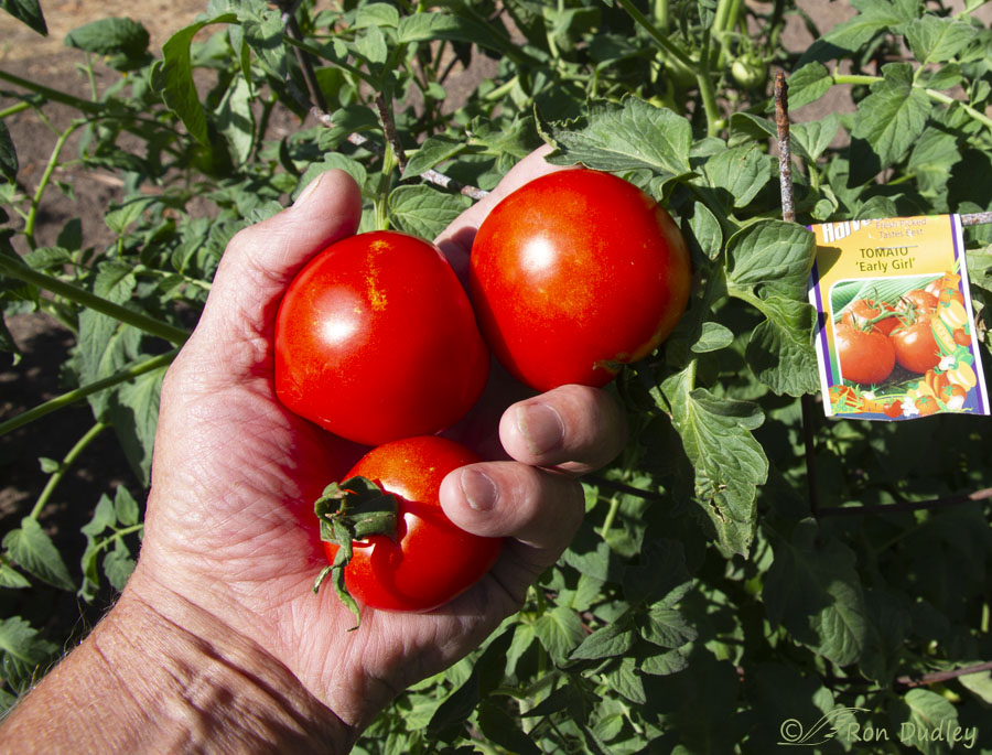 early-girl-tomatoes-first-of-2025-b-ron-dudley