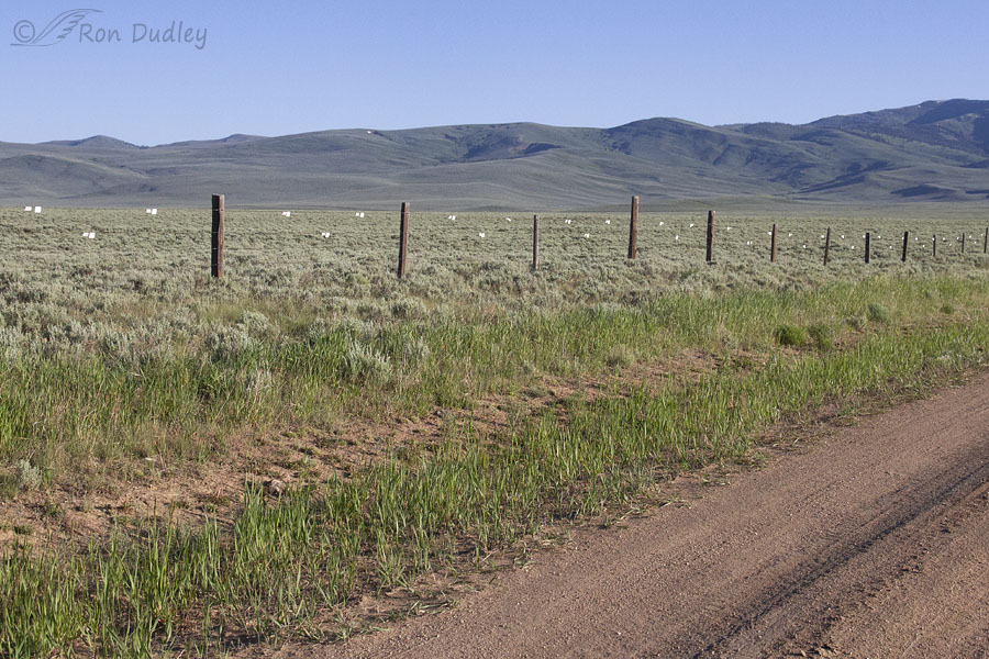 fence-flags-for-sage-grouse-2524-ron-dudley