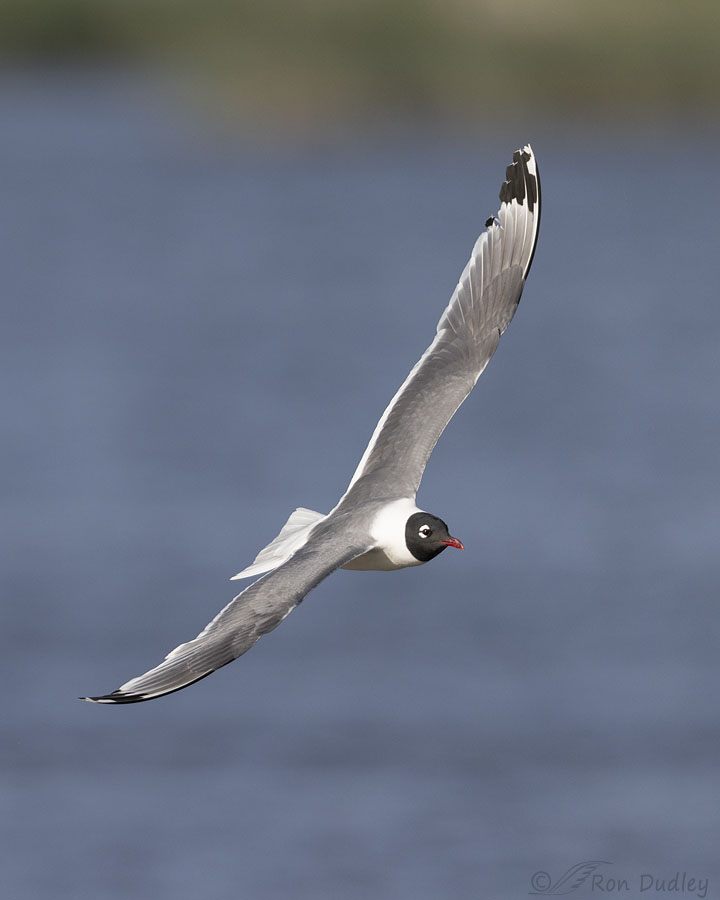 franklins-gull-7183-ron-dudley