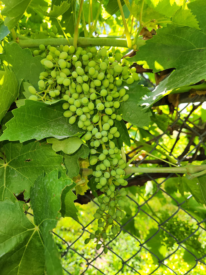 grape-cluster