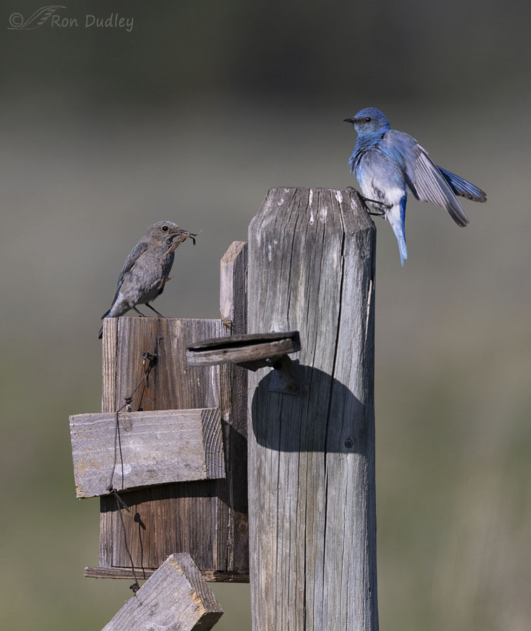 mountain-bluebird-6650-ron-dudley