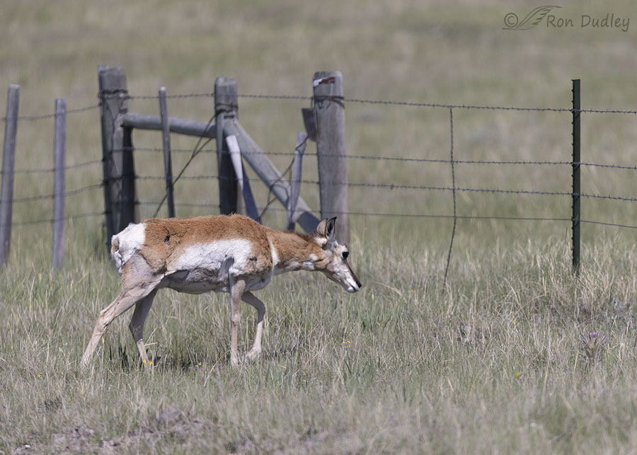 pronghorn-5036-ron-dudley