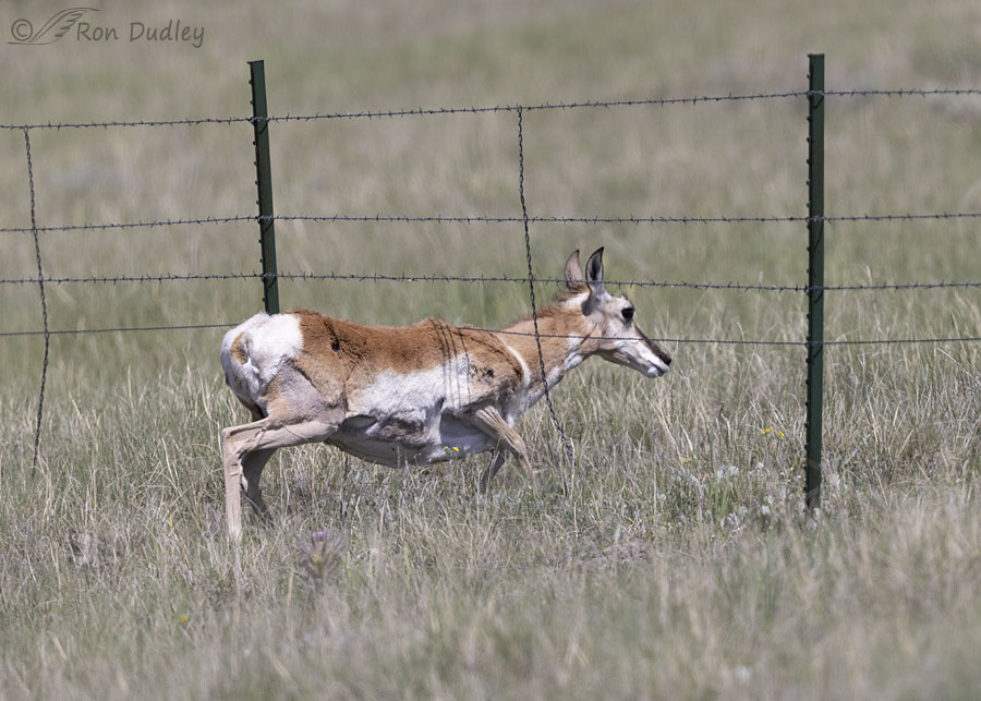 pronghorn-5038-ron-dudley