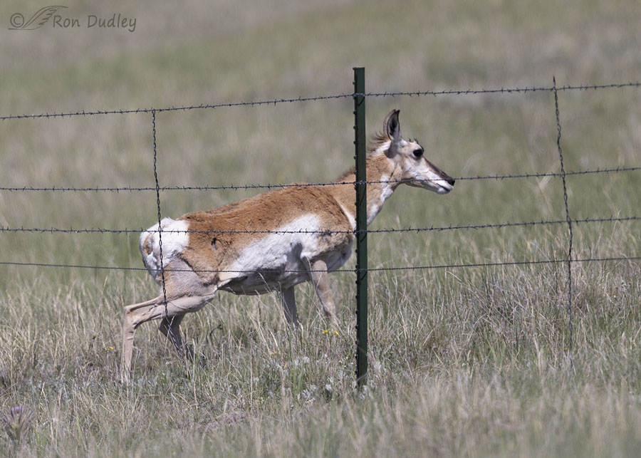pronghorn-5047-ron-dudle