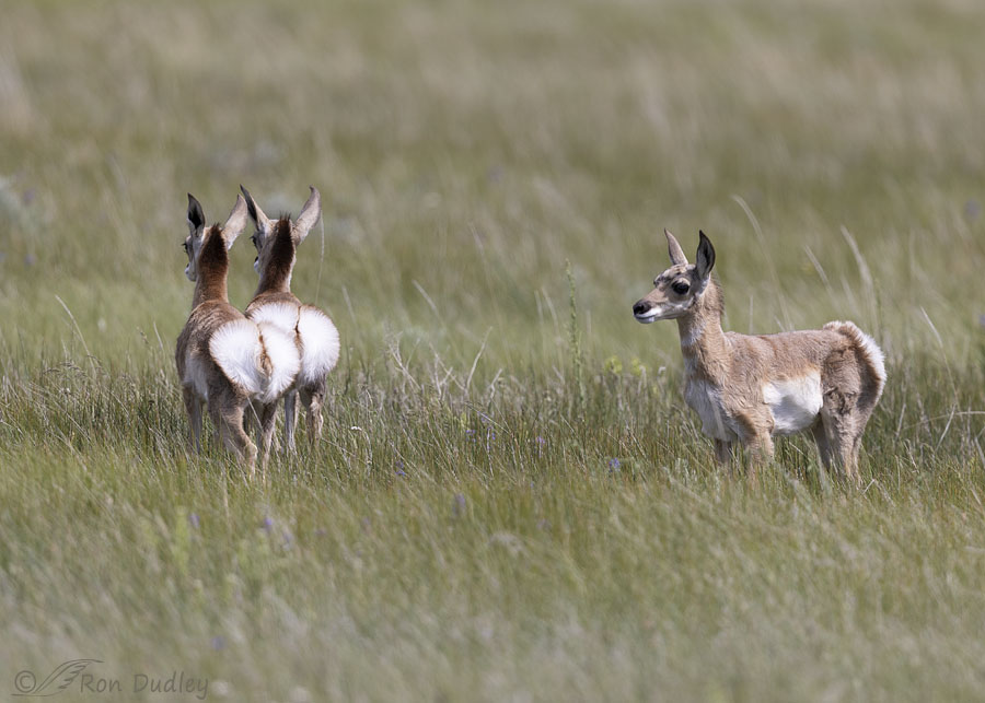 pronghorn-7763-ron-dudley