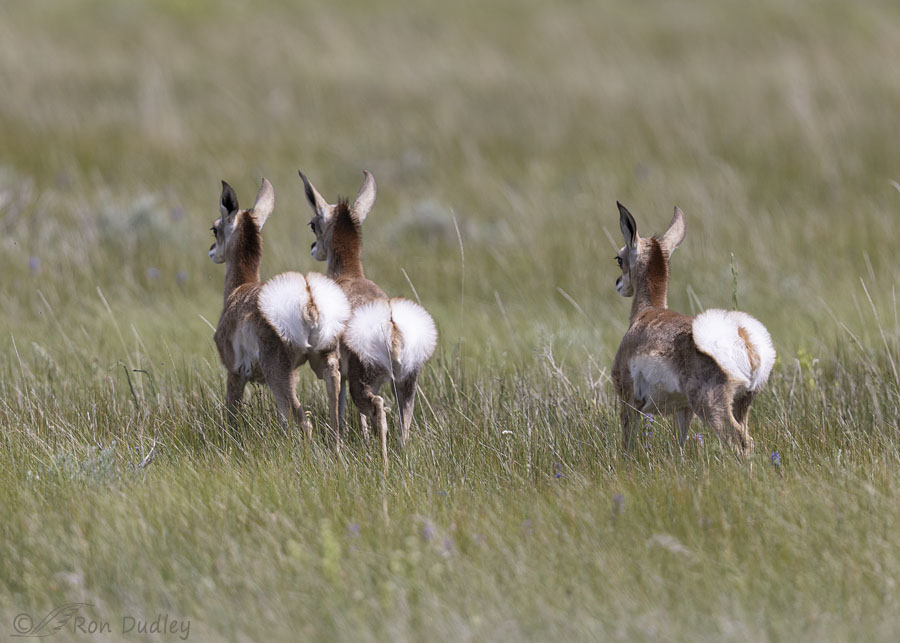 pronghorn-7764-ron-dudley