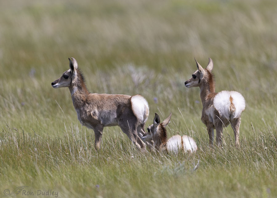 pronghorn-7767-ron-dudley