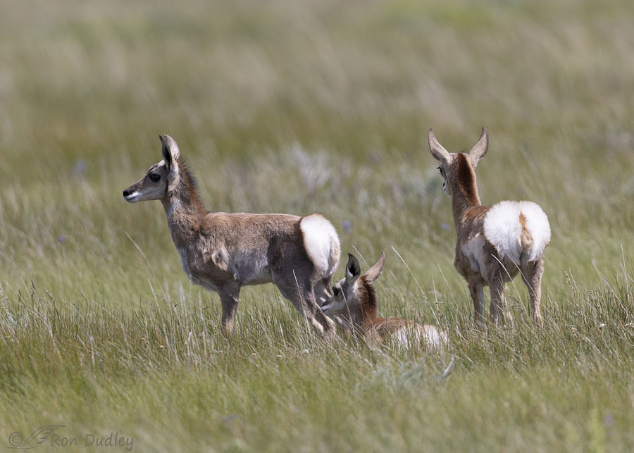 pronghorn-7768-ron-dudley