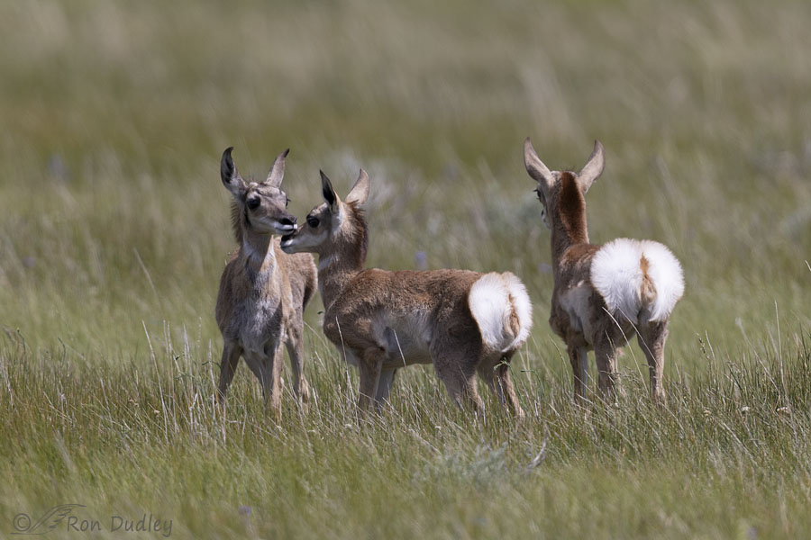 pronghorn-7778-ron-dudley