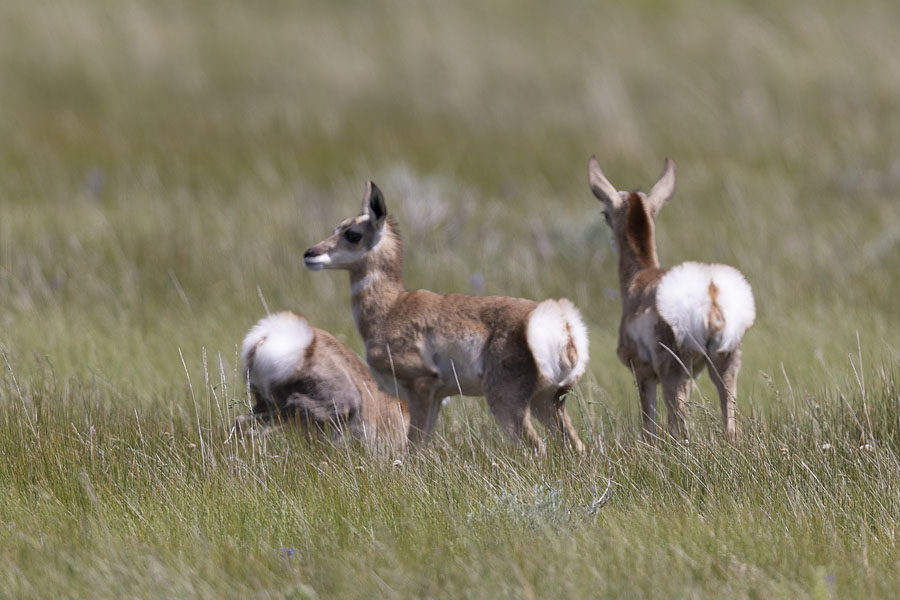 pronghorn-7779-ron-dudley