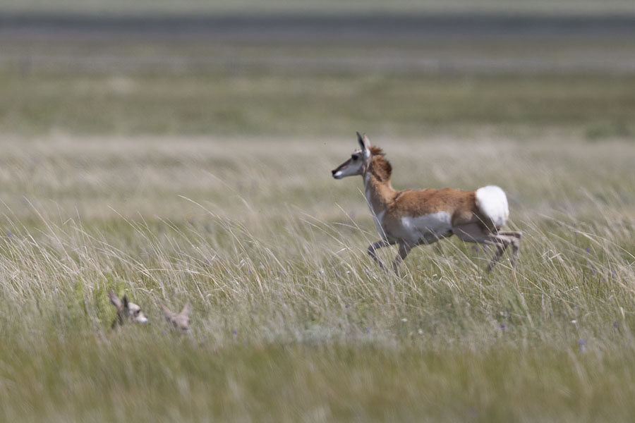pronghorn-7781-ron-dudley