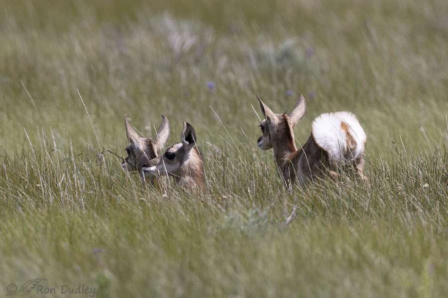 pronghorn-7783-ron-dudley