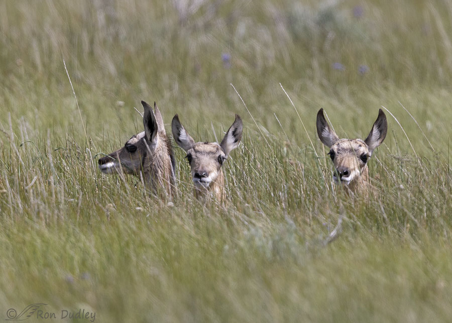 pronghorn-7797-ron-dudley