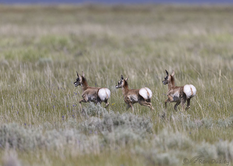 pronghorn-7822-ron-dudley