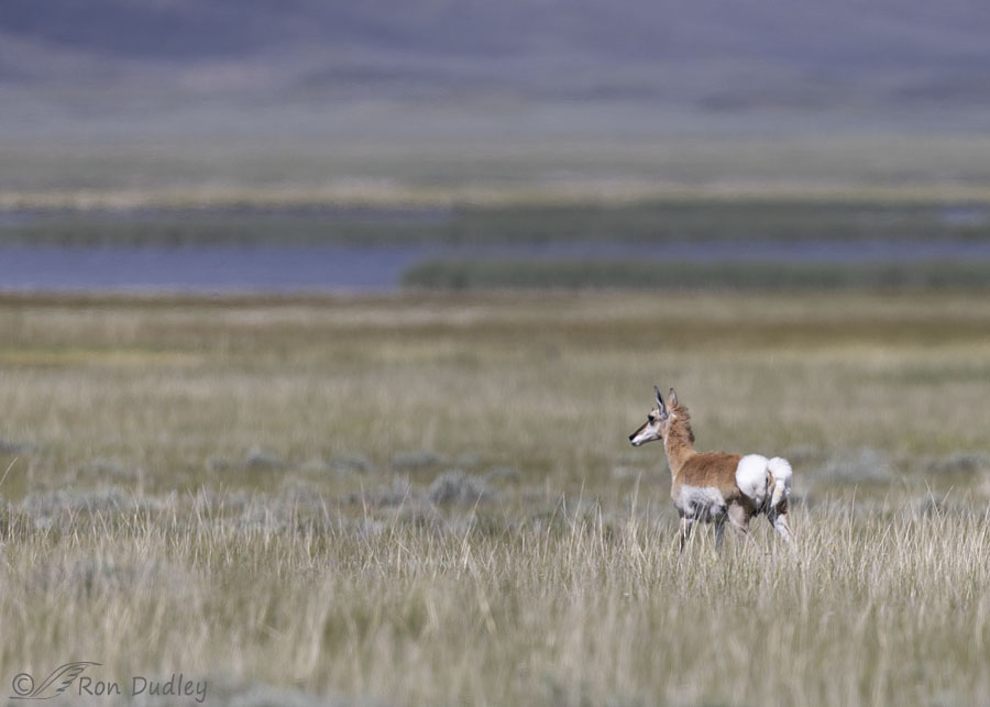pronghorn-7839-ron-dudley