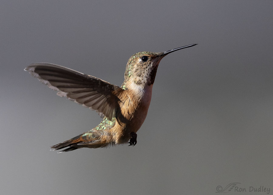 rufous-hummingbird-0871-ron-dudle