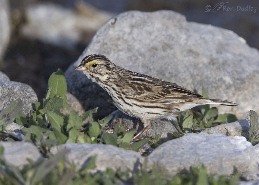 savannah-sparrow-8801-ron-dudley