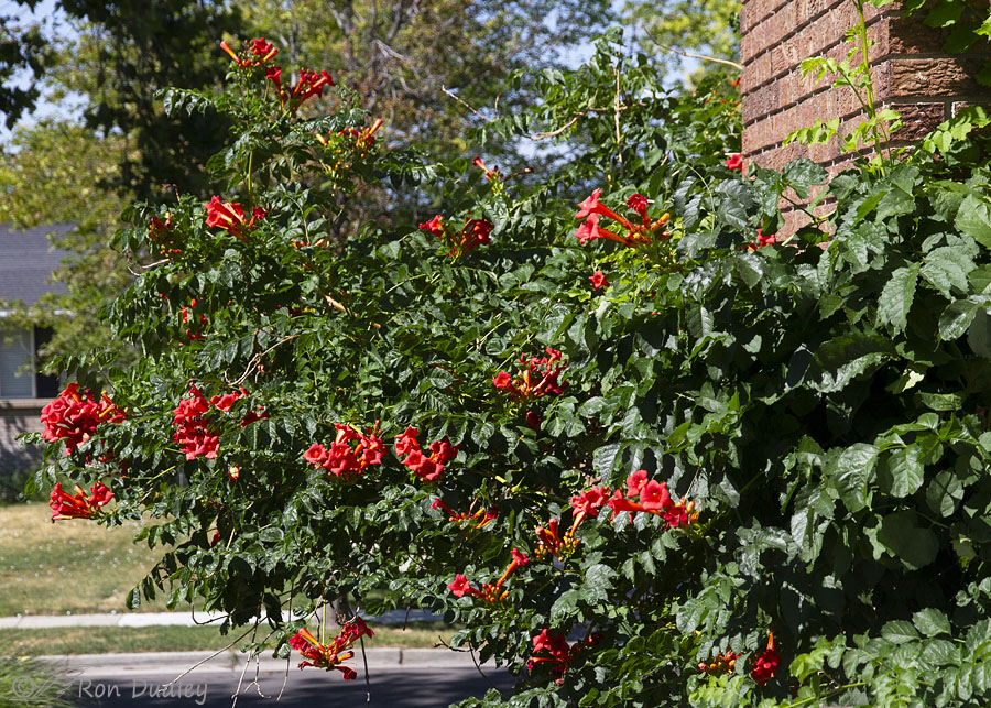trumpet-vine-2552-ron-dudley