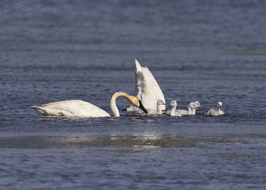 trumpeter-swan-6872-ron-dudley