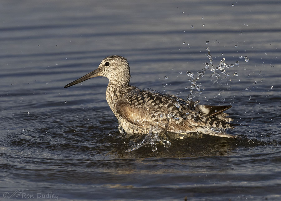 willet-6178-ron-dudley