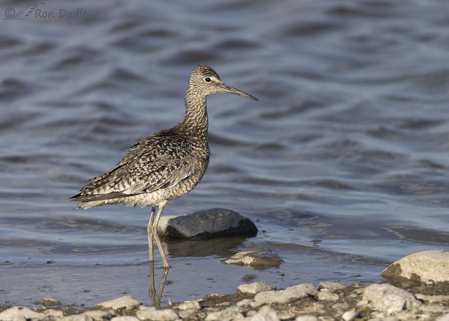 willet-7207b-ron-dudley