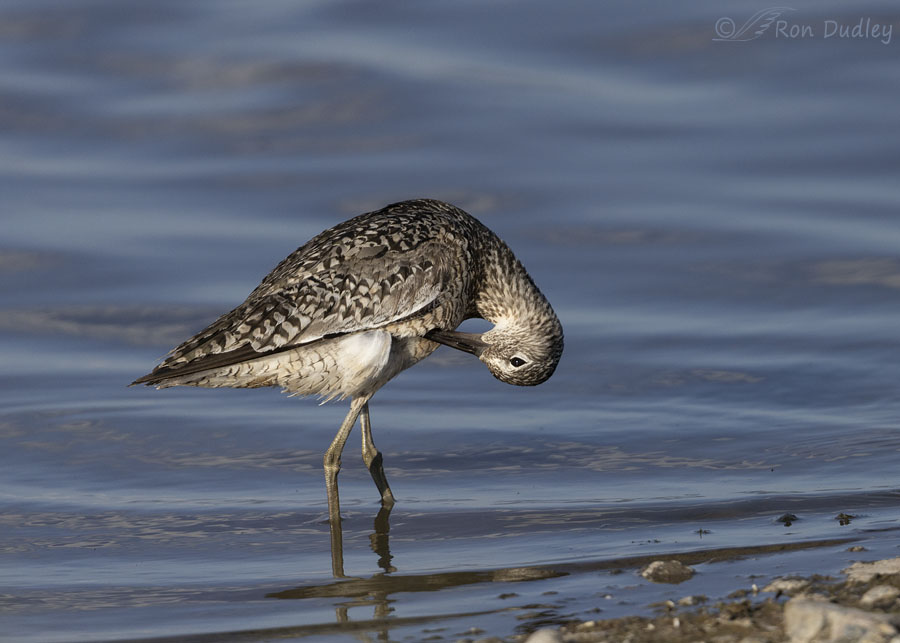 willet-7282-ron-dudley