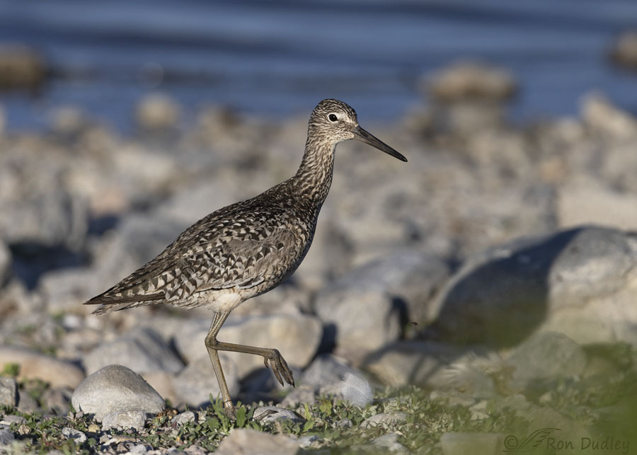 willet-7325-ron-dudley