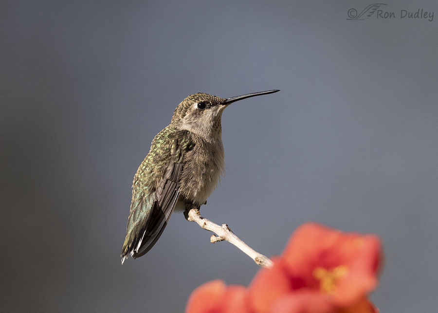 black-chinned-hummingbird-3946-ron-dudley