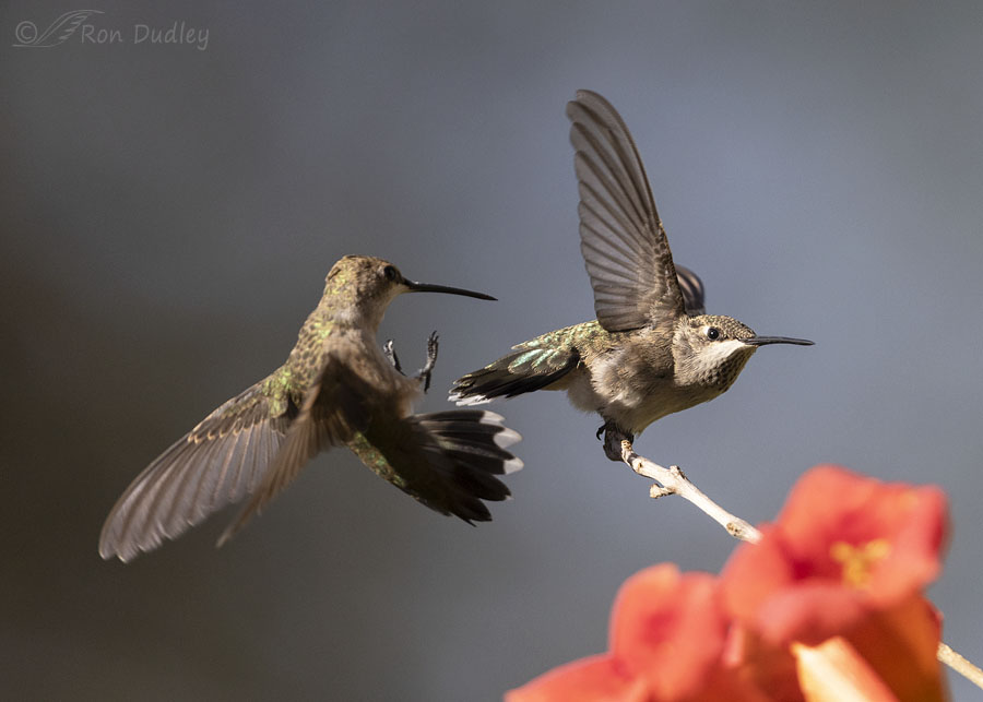 black-chinned-hummingbird-3947-ron-dudley