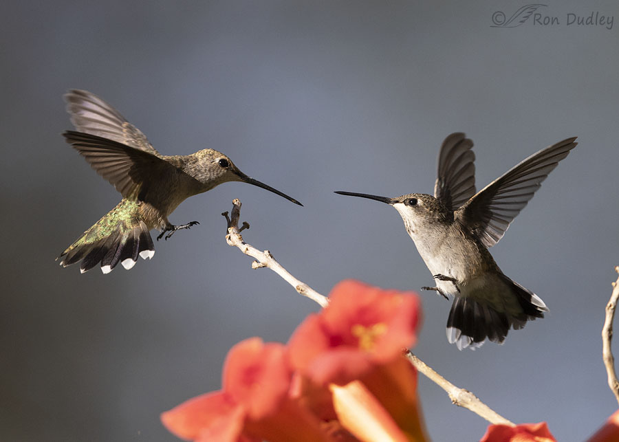 black-chinned-hummingbird-3948-ron-dudley