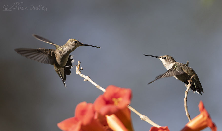 black-chinned-hummingbird-3949-ron-dudley