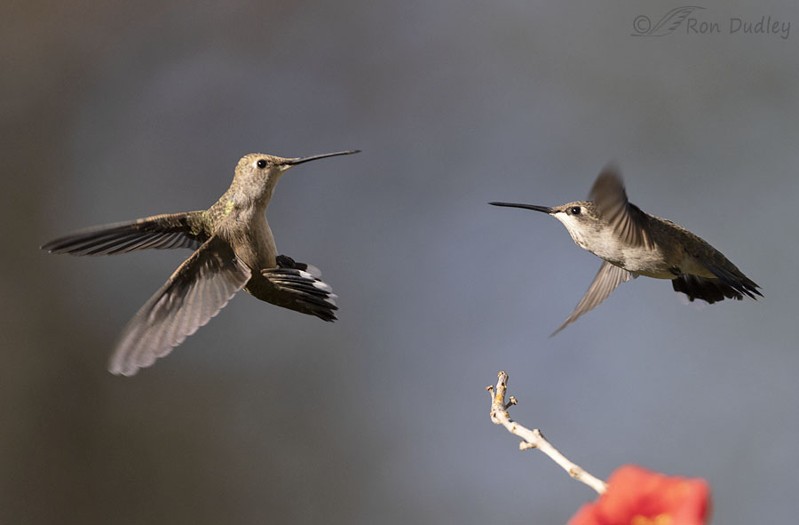 black-chinned-hummingbird-3950-ron-dudley