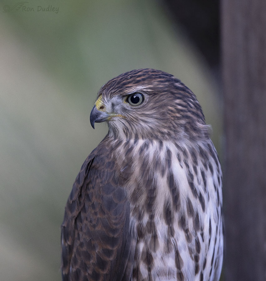 coopers-hawk-1044-ron-dudley
