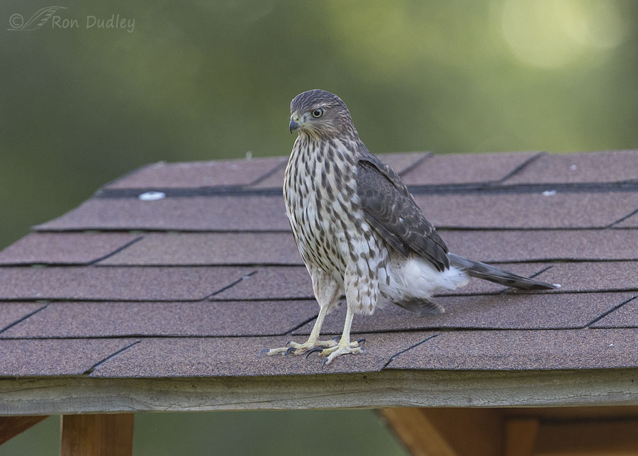 coopers-hawk-1470-ron-dudley