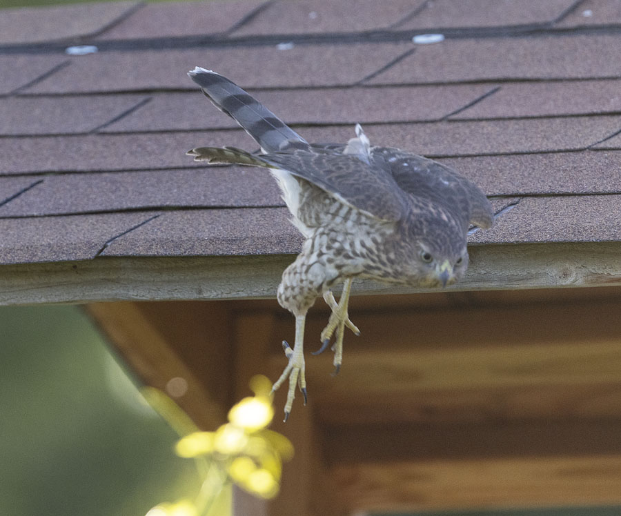 coopers-hawk-1509-ron-dudley