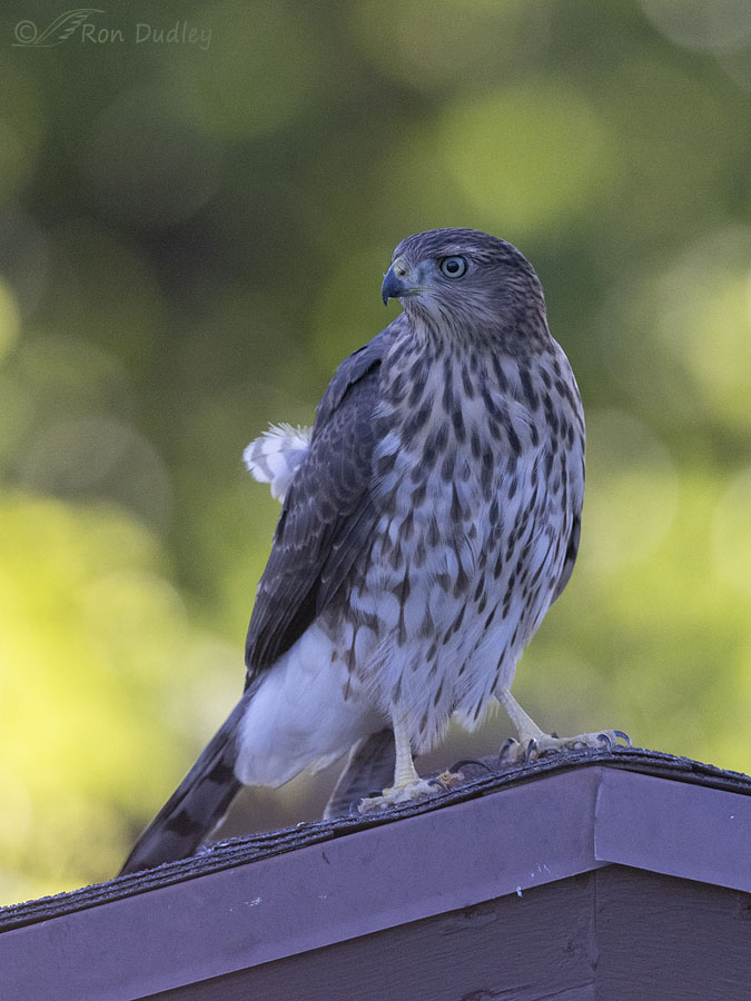 coopers-hawk-1514-ron-dudley