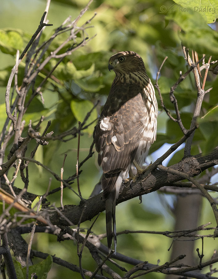 coopers-hawk-1521-ron-dudley