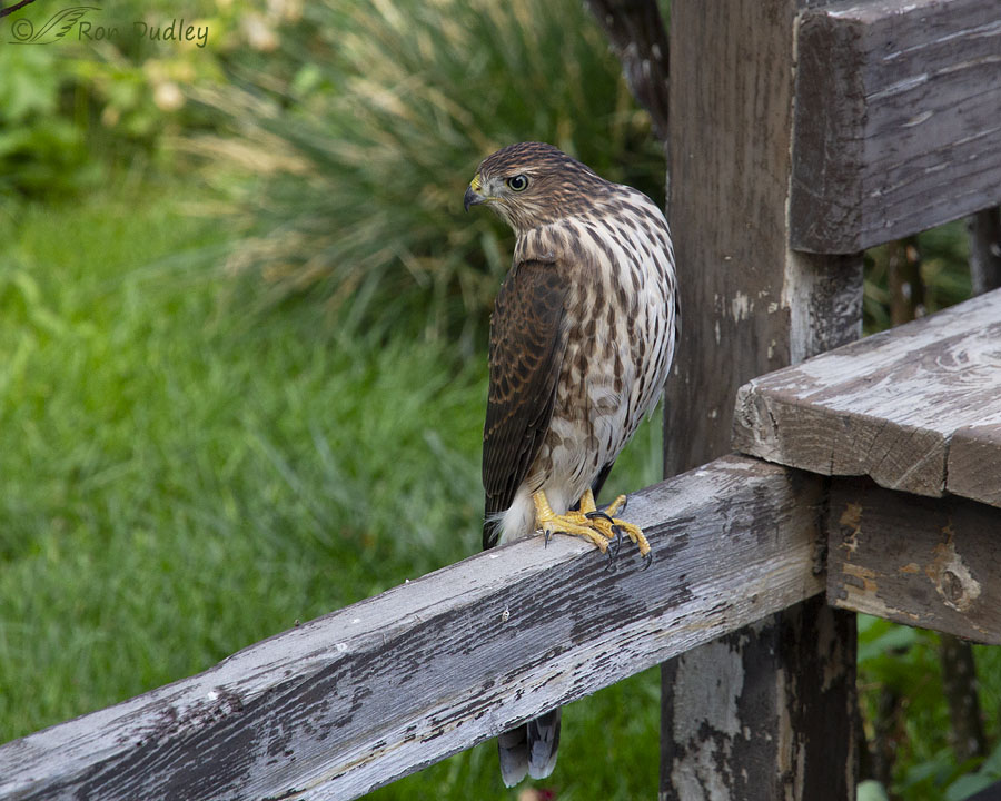 coopers-hawk-2596-ron-dudley