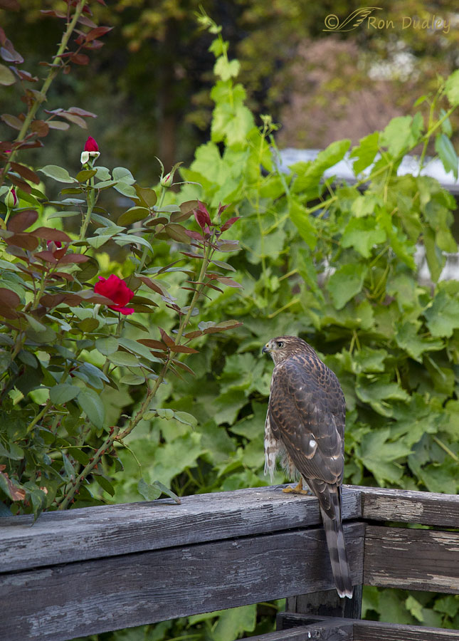 coopers-hawk-2600-ron-dudley