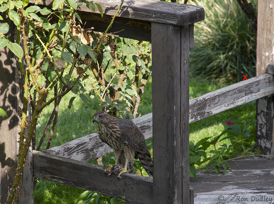coopers-hawk-2621b-ron-dudley