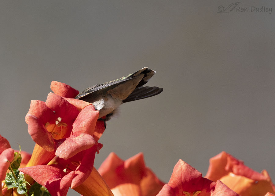 rufous-hummingbird-3711-ron-dudley