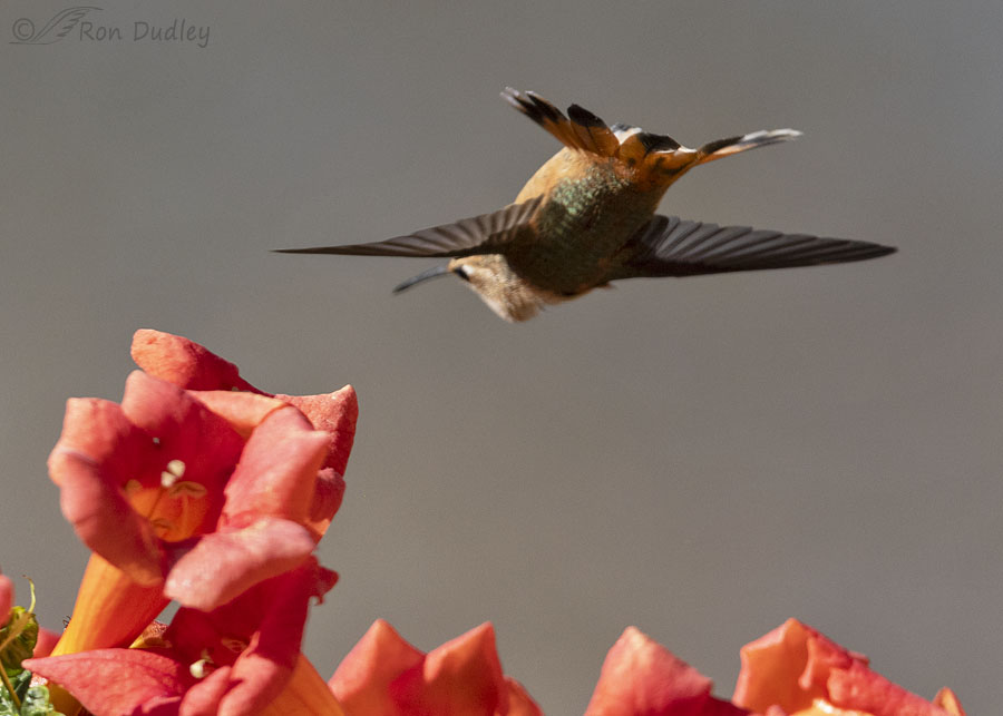 rufous-hummingbird-3712-ron-dudley