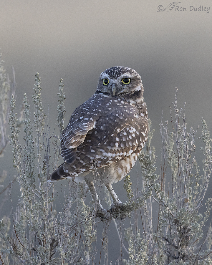 burrowing-owl-4974-ron-dudley