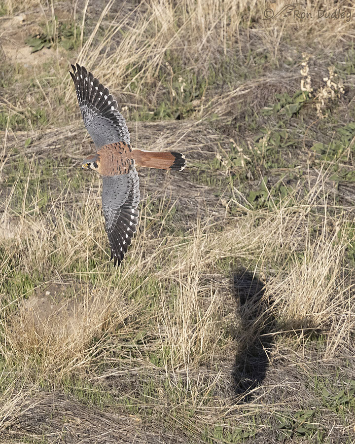 american-kestrel-6486-ron-dudley