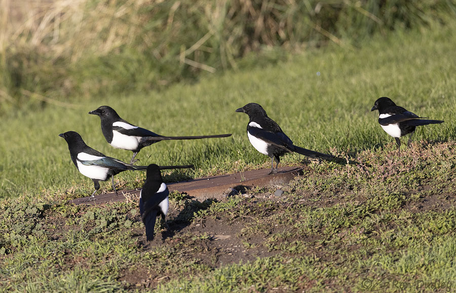 black-billed-magpie-6013-ron-dudley