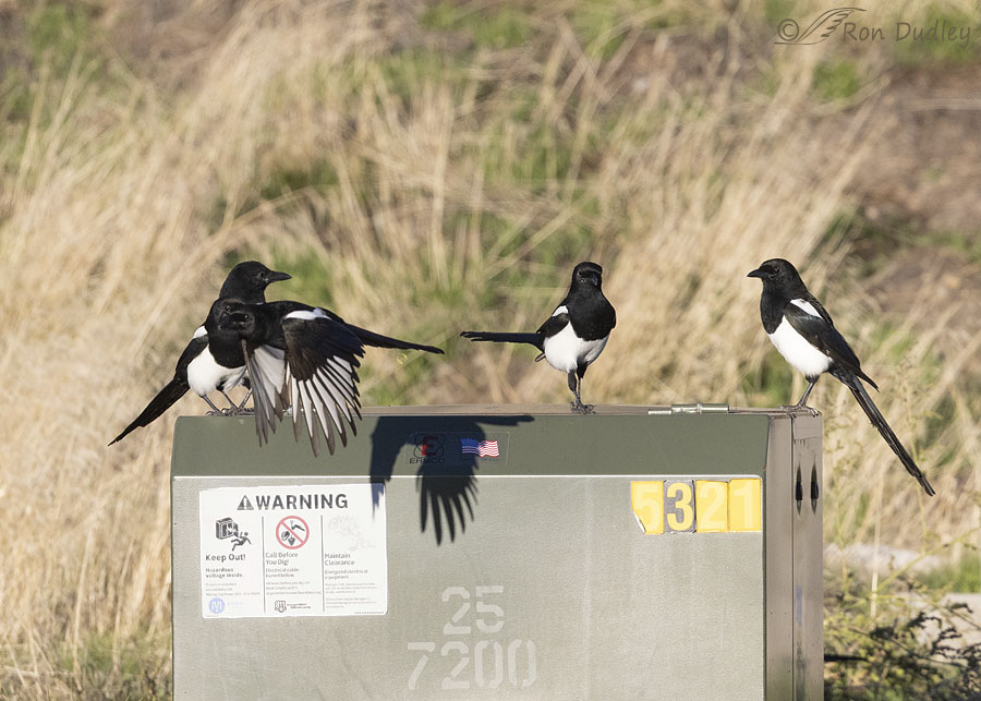 black-billed-magpie-6039-ron-dudley