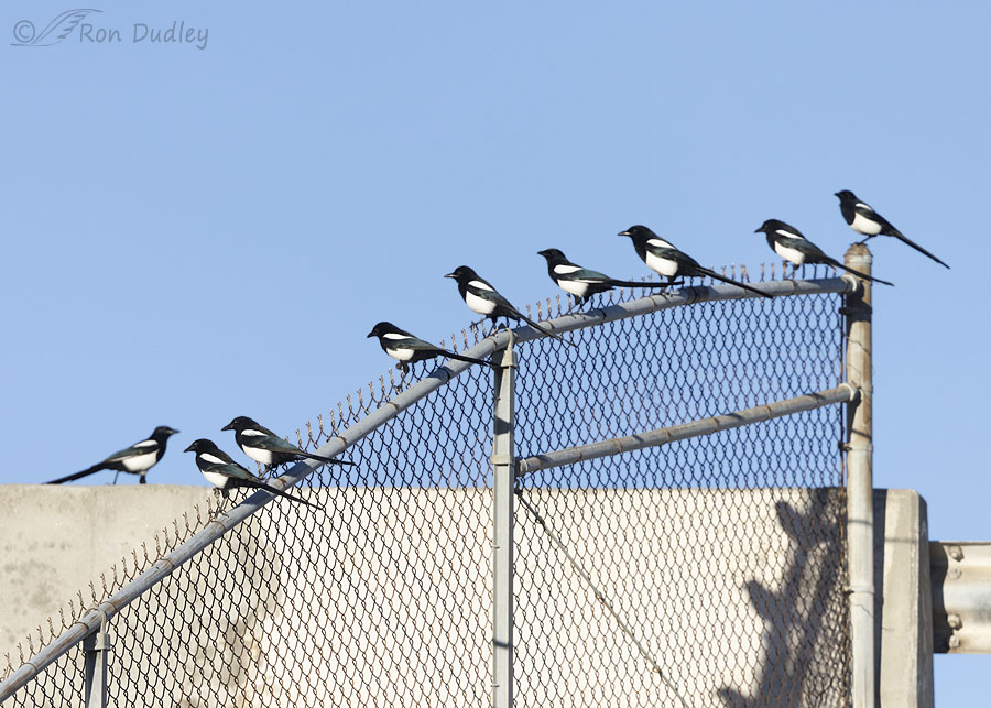 black-billed-magpie-6100-ron-dudley