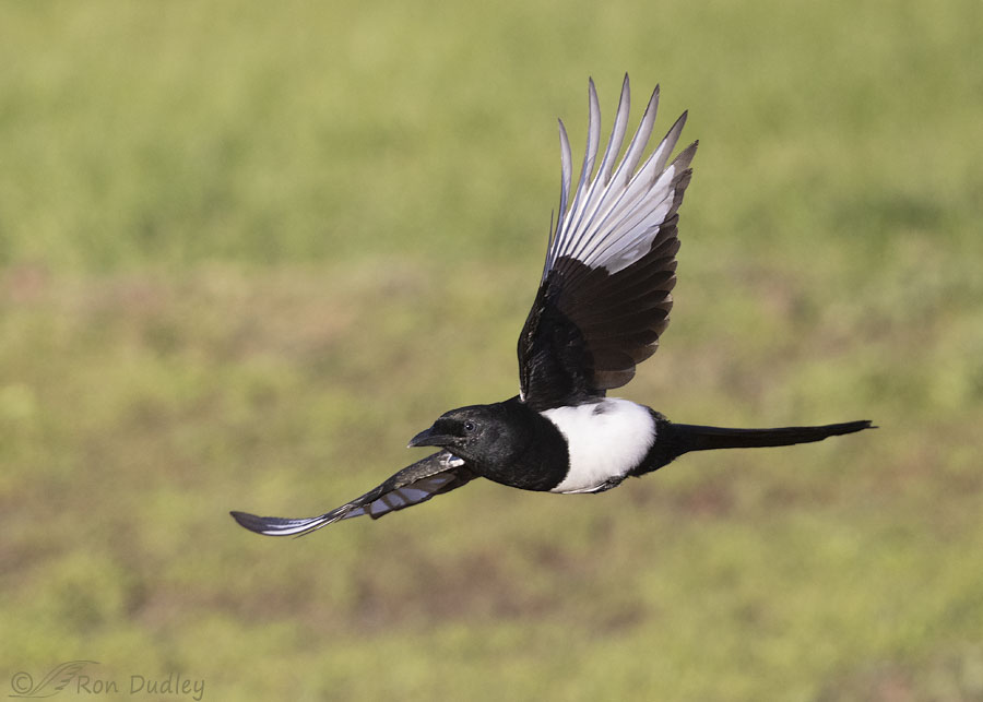 black-billed-magpie-6138-ron-dudley