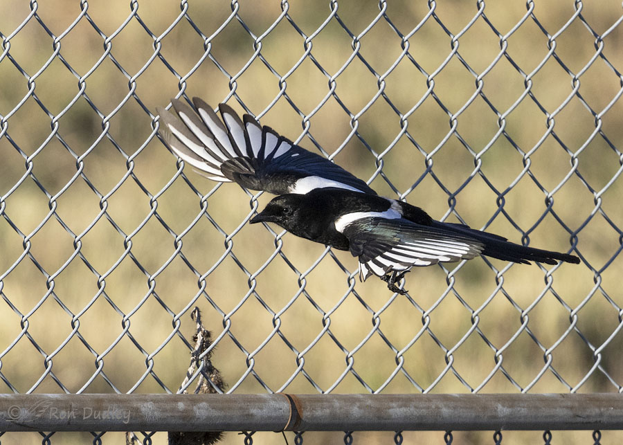black-billed-magpie-6149-ron-dudley